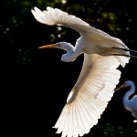 White Egret