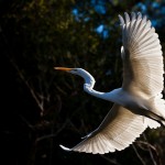 White Egret