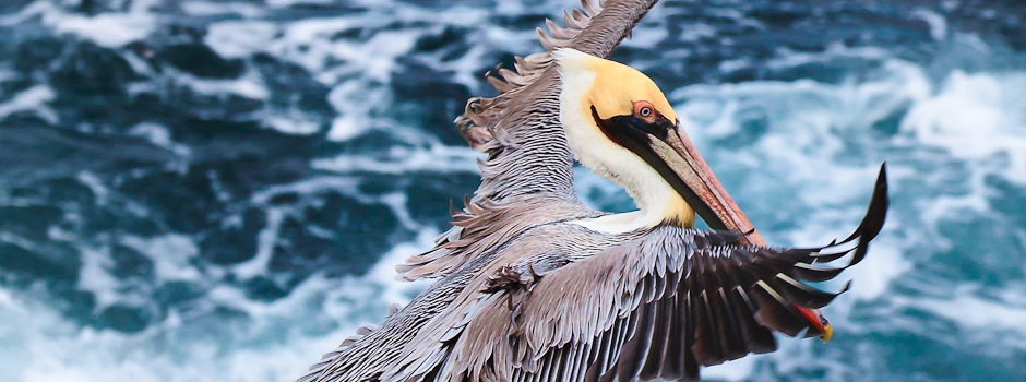 Pelican 1