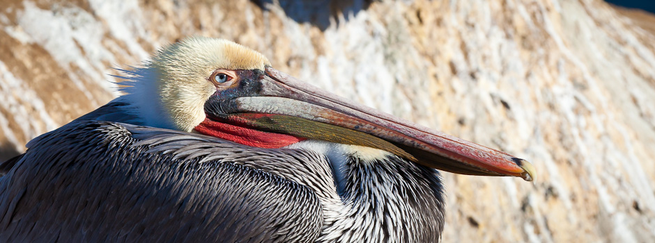 Pelican 2