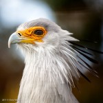 Secretary Bird