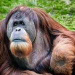 San Diego Zoo Orangutan
