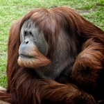 San Diego Zoo Orangutan