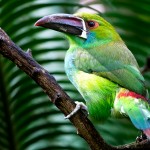 Crimson-rumped Toucanet