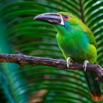 Crimson-rumped Toucanet