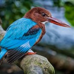 White-breasted Kingfisher