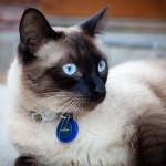 Simon