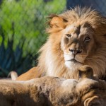 Lion in Winter