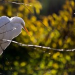 Snowy Egret