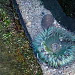 Urchin