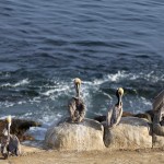 Preening