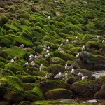 A Sea of Green