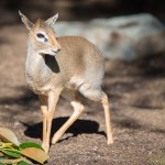 Dik Dik