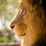 His Majesty