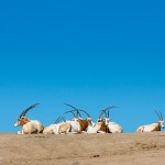 On the Plains