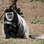Monkey Island