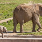 Mom and Baby