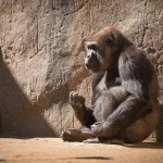Beautiful Gorilla