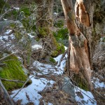 Old Trees at Lake Fulmor