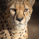The Eyes Have It