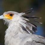 Secretary Bird