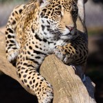 Young Jaguar