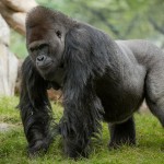 The Big Guy