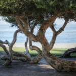 Twisted by the Wind