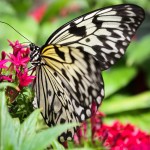 Winged Beauty