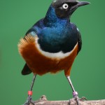 Angry Bird