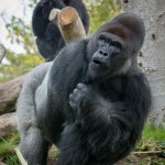 Okay, which one of you monkeys stole my mic?