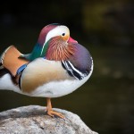 DUCK!