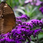 Butterfly Heaven